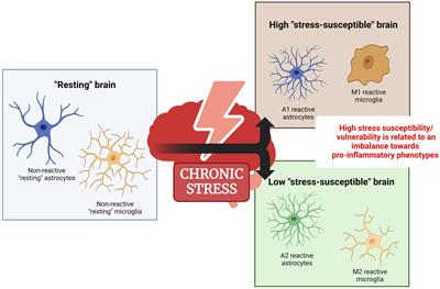 Frontiers | Involvement Of Brain Cell Phenotypes In Stress ...